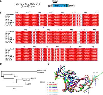 Impact of mutations on the plant-based production of recombinant SARS-CoV-2 RBDs